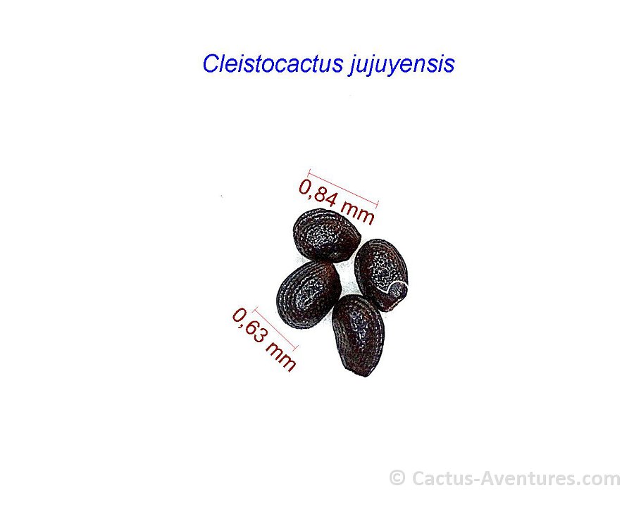 Cleistocactus jujuyensis